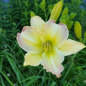 Meet your Posher, Rhonda